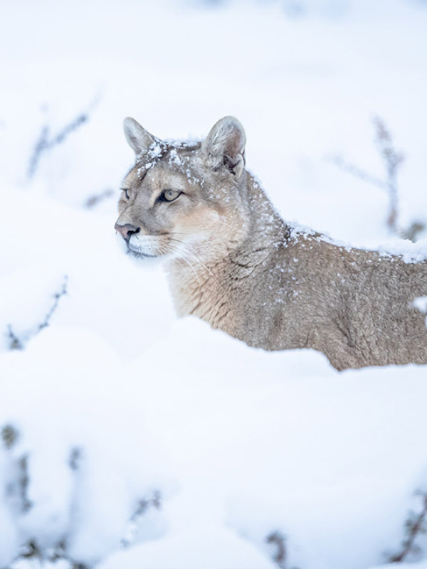 Rastreo de pumas en la patagonia viaje en grupo a Patagonia en invierno