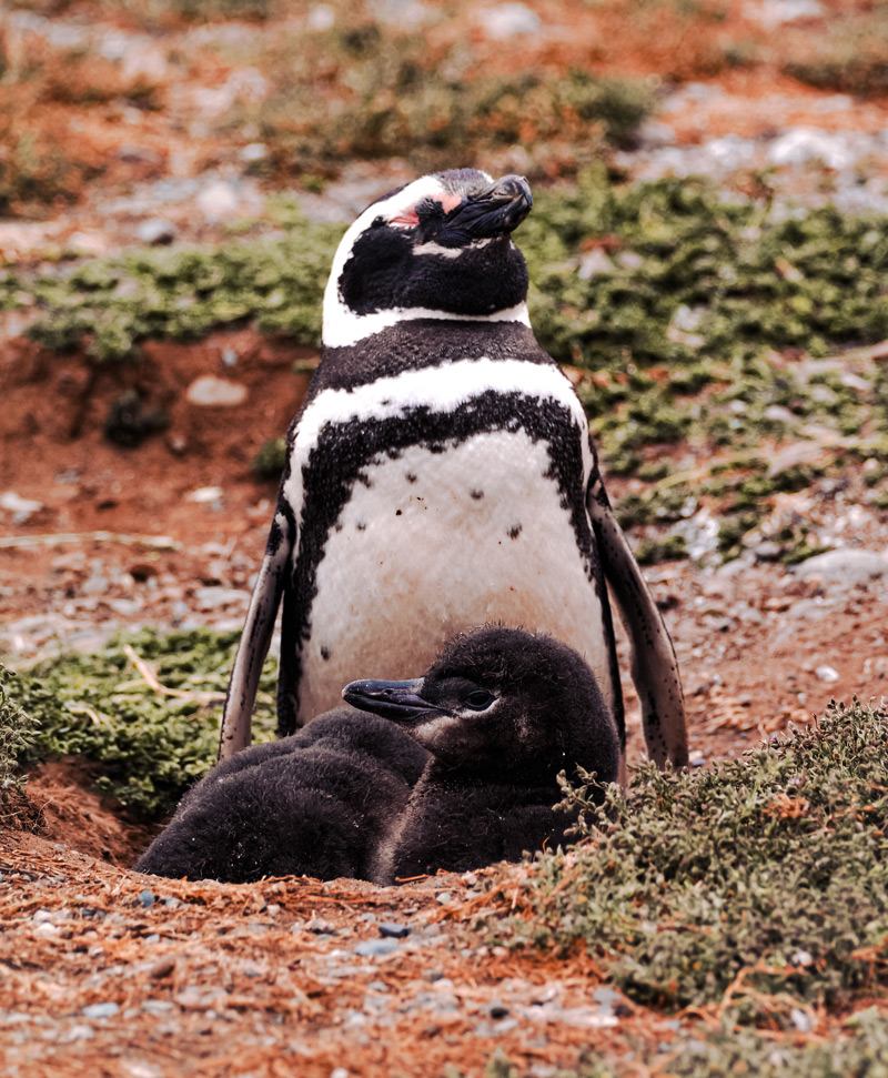 Pinguino de Magallanes con cria en viaje a Patagonia